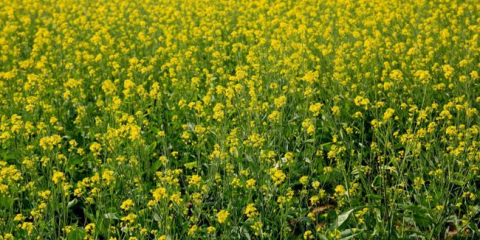 Jaké jsou stránky rostliny na podzim pod zimou v roce 2022?